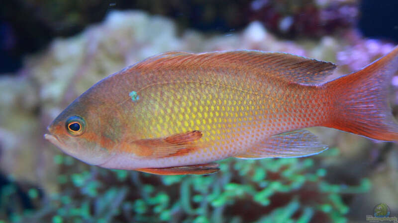 Pseudanthias squamipinnis - Juwelen Fahnenbarsch Männchen von meerwasser-gb (44)