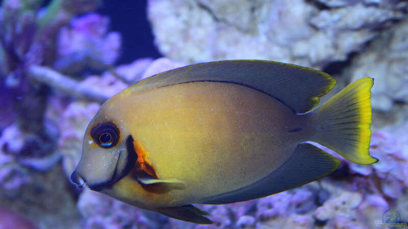 Schokoladendoktor - Acanthurus pyroferus von meerwasser-gb (45)