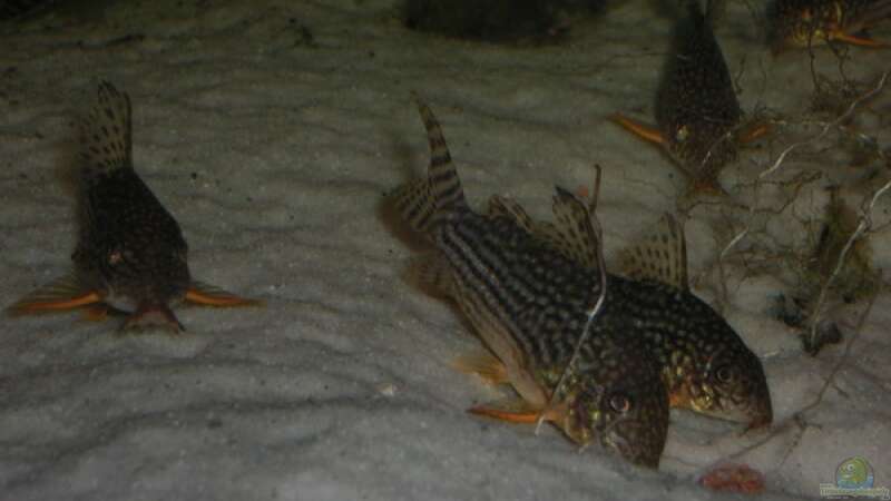 Corydoras Sterbai von Amazonasbecken.eu (40)