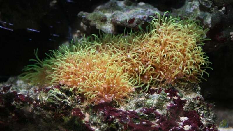 Pflanzen im Aquarium Becken 13350 von Marco Vasev (13)