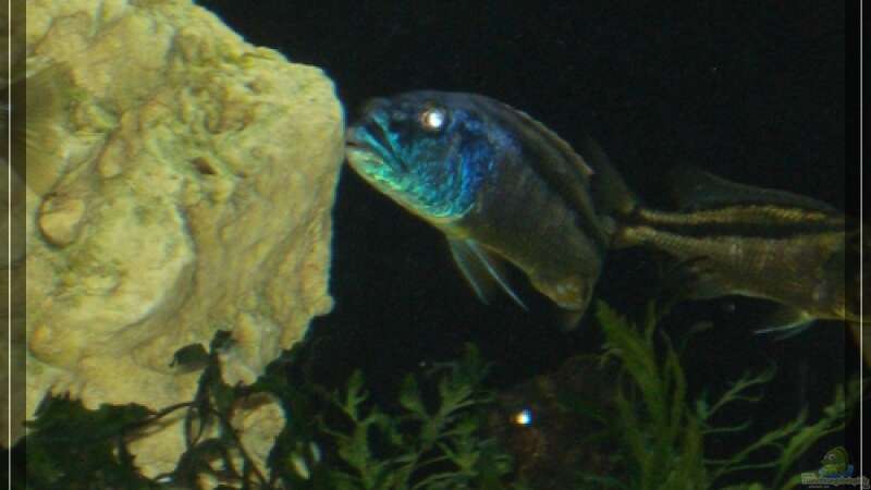 Aristochromis christyi von Malawifan0412 (8)