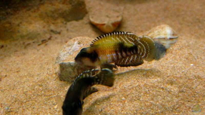 Aquarien mit Lamprologus speciosus