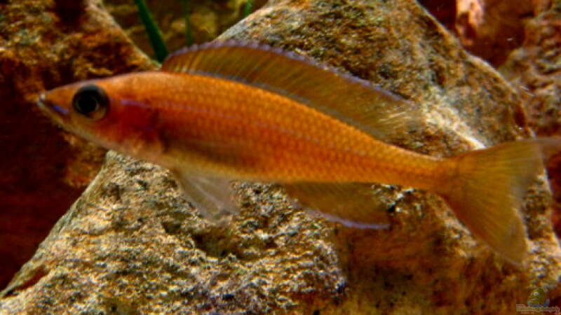 Paracyprichromis nigripinnis Chituta female von Malawigo (57)