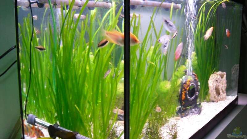 Besatz im Aquarium Fluval von switchy66 (8)