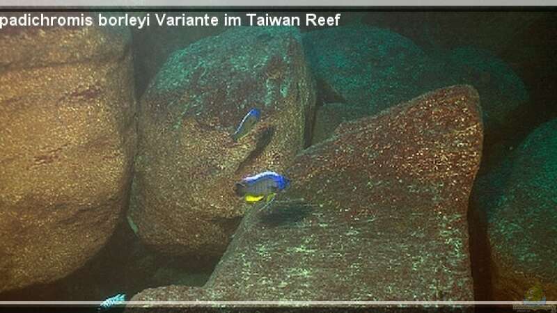 Das TAIWAN REEF im Malawisee