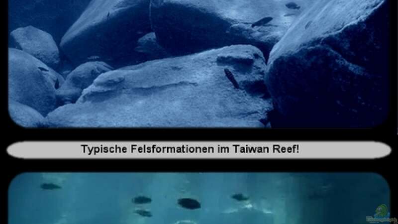 Das TAIWAN REEF im Malawisee