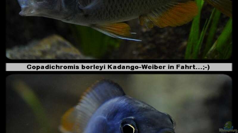 Einrichtungsbeispiele mit Copadichromis borleyi (Kadango Red Fin)