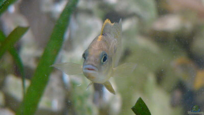 Besatz im Aquarium Becken 1388 von Mario Jungnitsch (22)