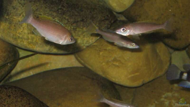 Cyprichromis leptosoma von Carsten Ziß (10)