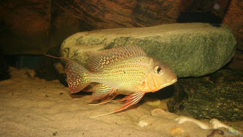 Geophagus altifrons Rio Tocantis von Christian Daniel (7)