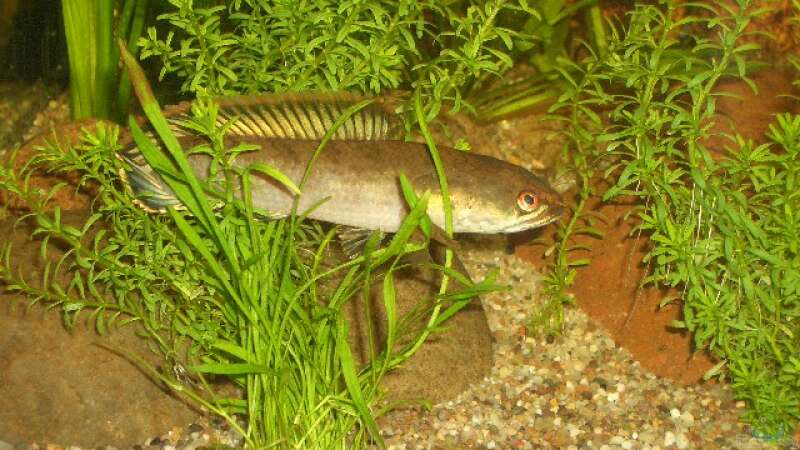 Besatz im Aquarium Asien von bobbyfee (10)