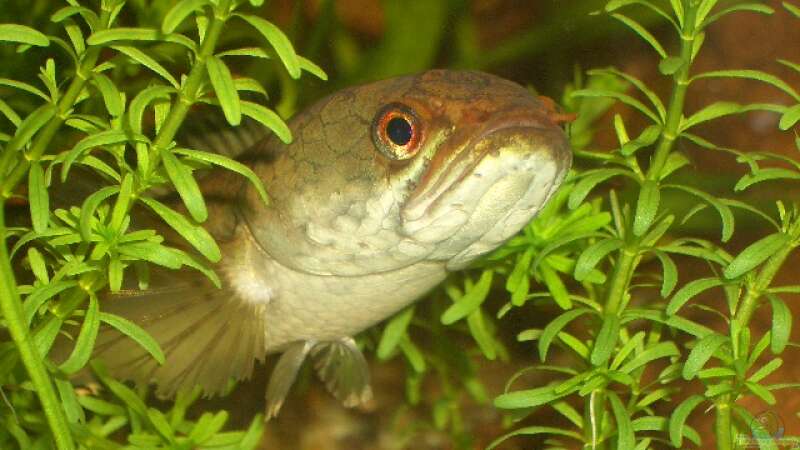 Besatz im Aquarium Asien von bobbyfee (11)