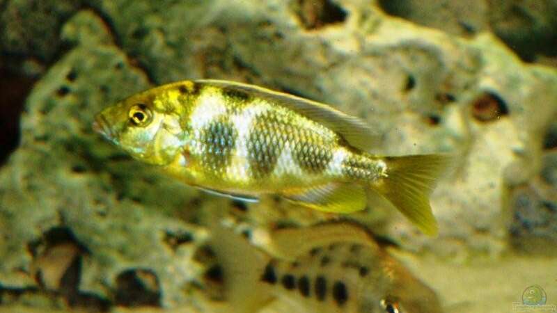 Besatz im Aquarium Becken 13967 von MalawiEder (32)