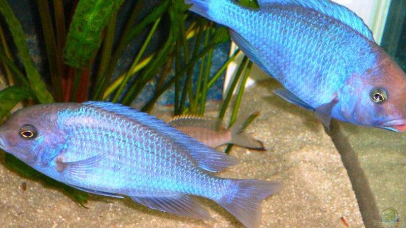 Besatz im Aquarium Becken 13967 von MalawiEder (47)