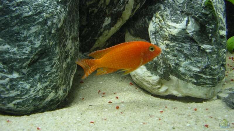 Fire Fish Coral Red von magunga rock (10)