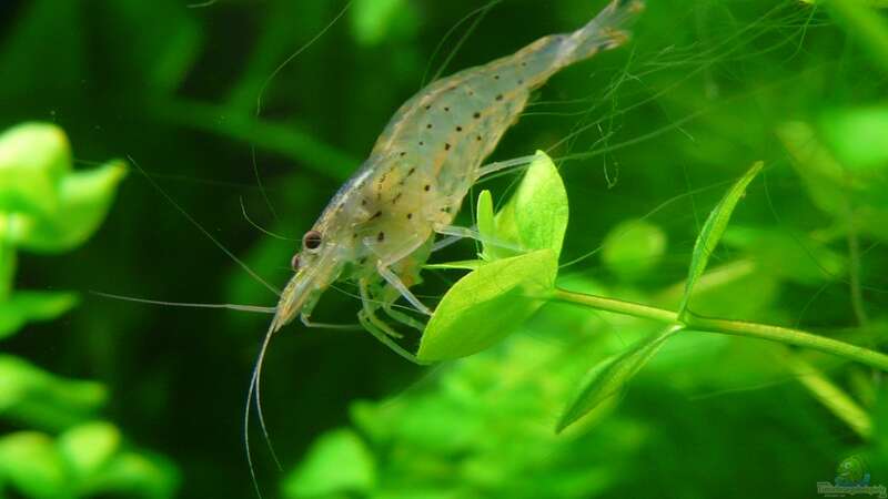 Einrichtungsbeispiele mit Amano-Garnelen (Caridina multidentata)