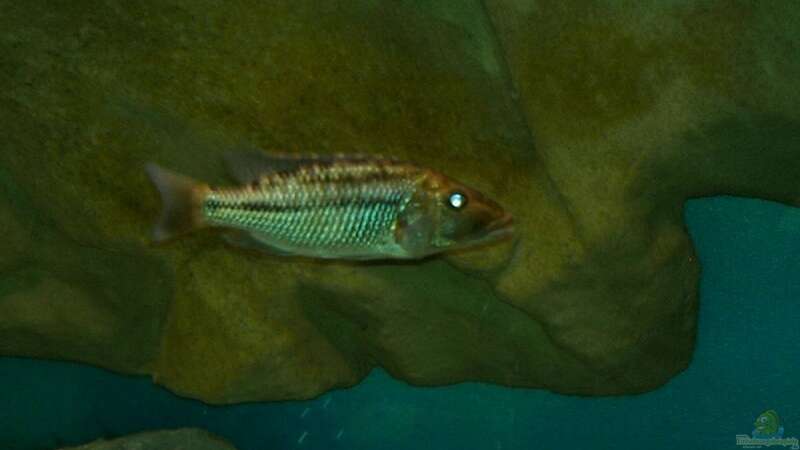 Einrichtungsbeispiele für die Haltung von Tyrannochromis macrostoma im Aquarium