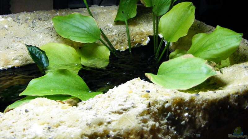 Echinodorus palaefolius var. latifolius wächst aus dem Becken von Falk (14)