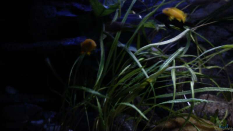 Pflanzen im Aquarium Atlantis von LaEy (32)