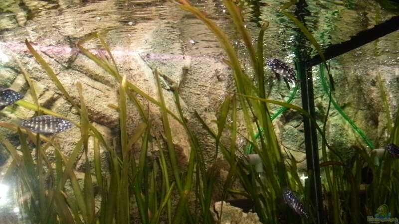 Besatz im Aquarium Becken 14104 von CICHLID (38)