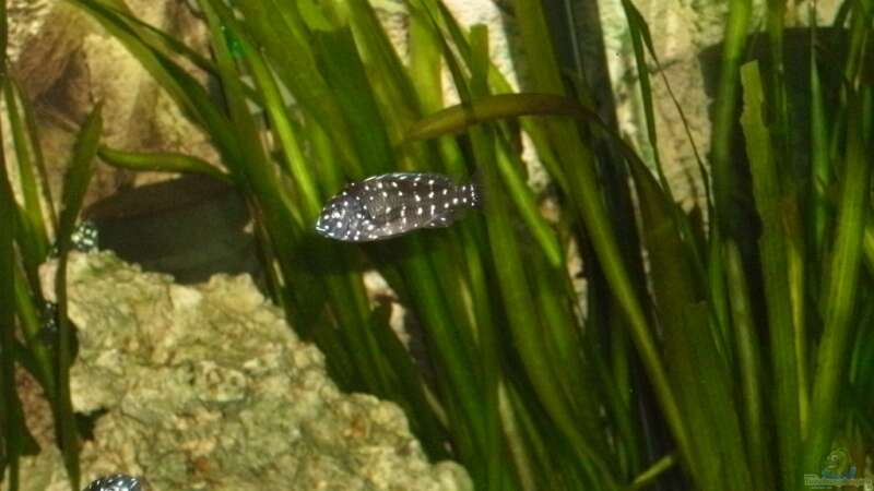 Besatz im Aquarium Becken 14104 von CICHLID (41)