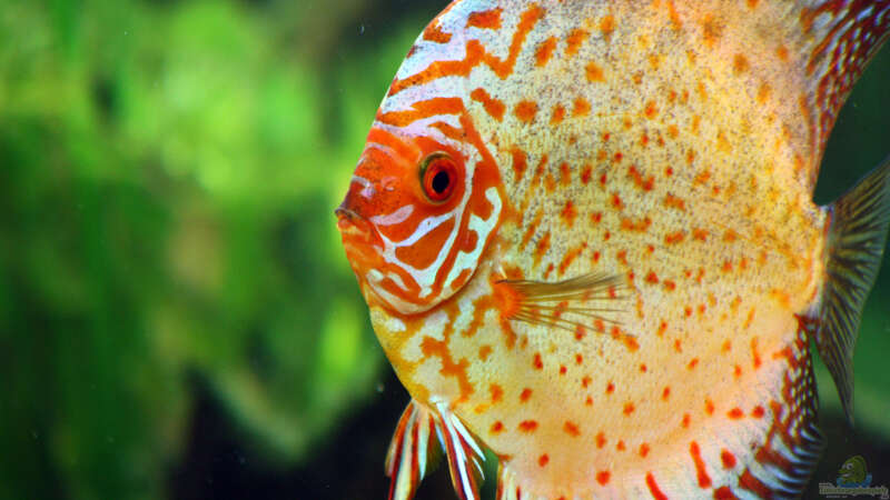 Besatz im Aquarium Diskusbecken von DA PLACID (10)