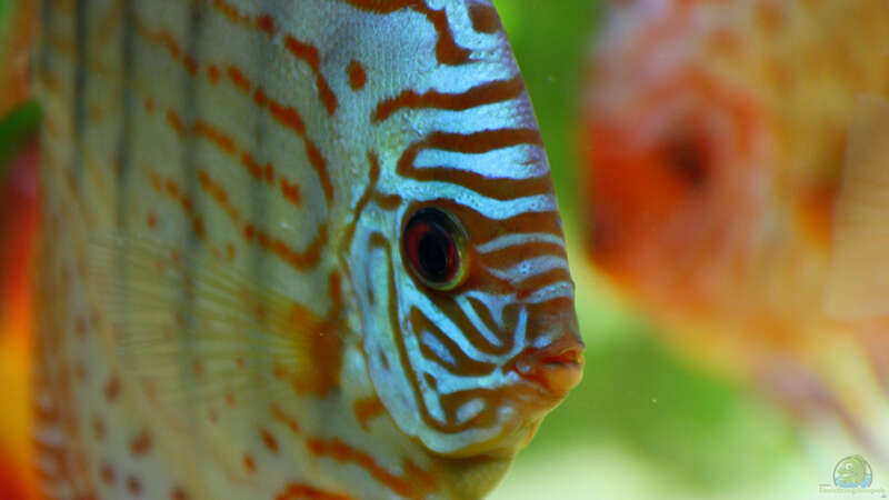 Besatz im Aquarium Diskusbecken von DA PLACID (11)