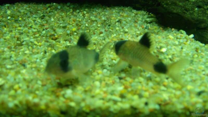 Corydoras panda von Cristian R. Mendez (12)