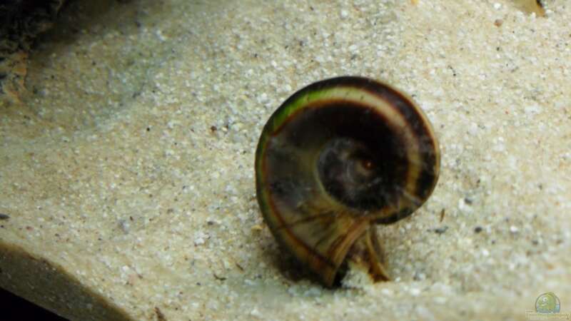 Besatz im Aquarium Becken 14238 von tauchteddy (12)