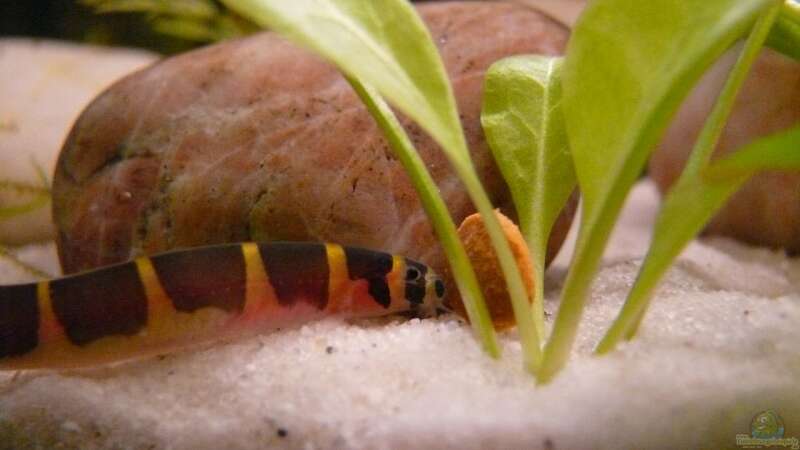 Besatz im Aquarium Becken 14319 von Bunter Fisch (27)