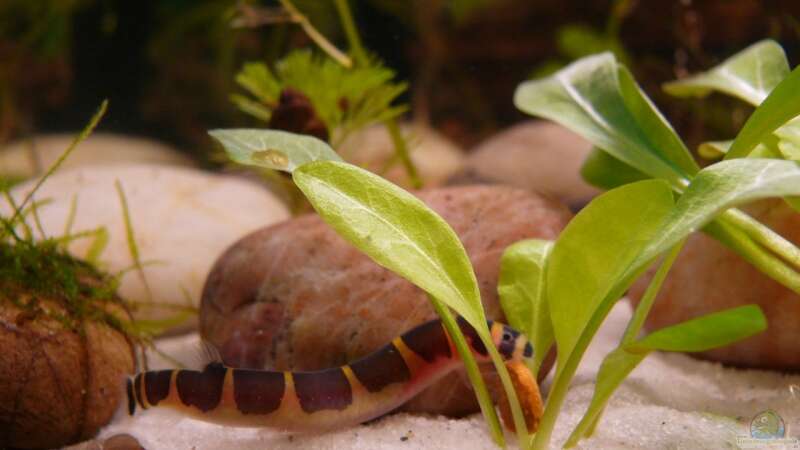 Besatz im Aquarium Becken 14319 von Bunter Fisch (29)