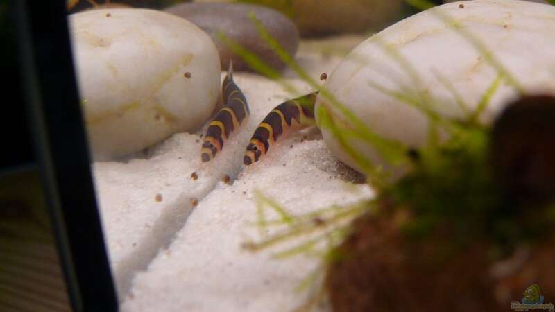 Besatz im Aquarium Becken 14319 von Bunter Fisch (30)