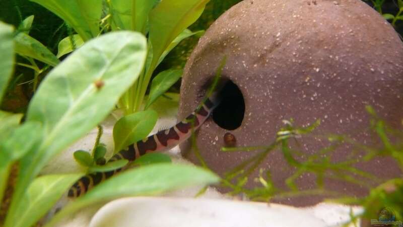 Besatz im Aquarium Becken 14319 von Bunter Fisch (31)