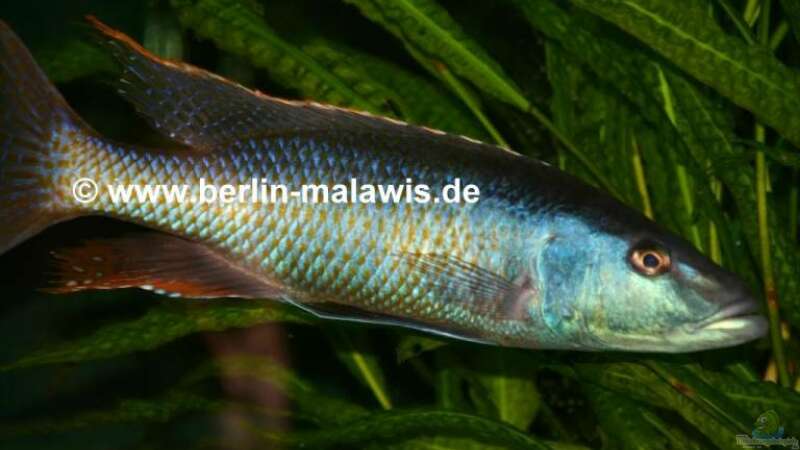 Champsochromis Caeruleus - Bock von *www.berlin-malawis.de* (5)