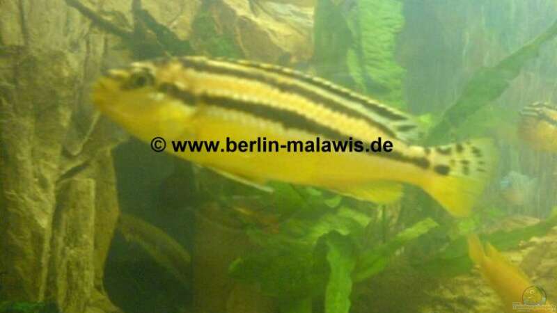 Melanochromis Auratus - Weib von *www.berlin-malawis.de* (5)