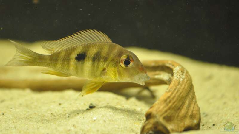 Geophagus sp. Tapajos ´Red Head´ von Leo G. (4)