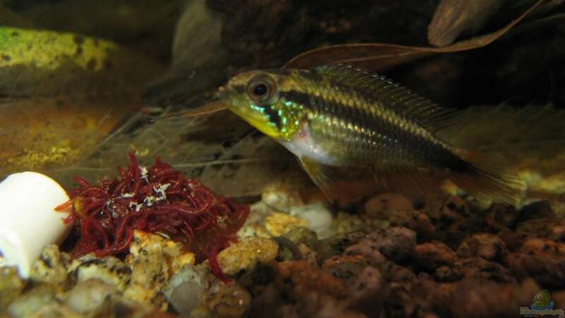 Einrichtungsbeispiele für die Haltung von Apistogramma agassizii (Agassiz-Zwergbuntbarsch) im Aquarium