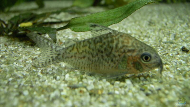 Panzerwelse im Aquarium halten (Einrichtungsbeispiele für Corydoras-Arten)