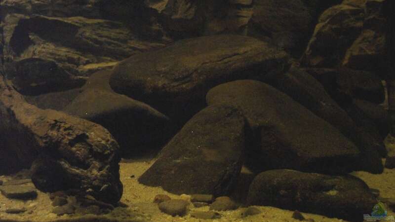Dekoration im Aquarium Kongo-Stromschnellen-Biotop / nur noch Beispiel von Misanthrop (4)