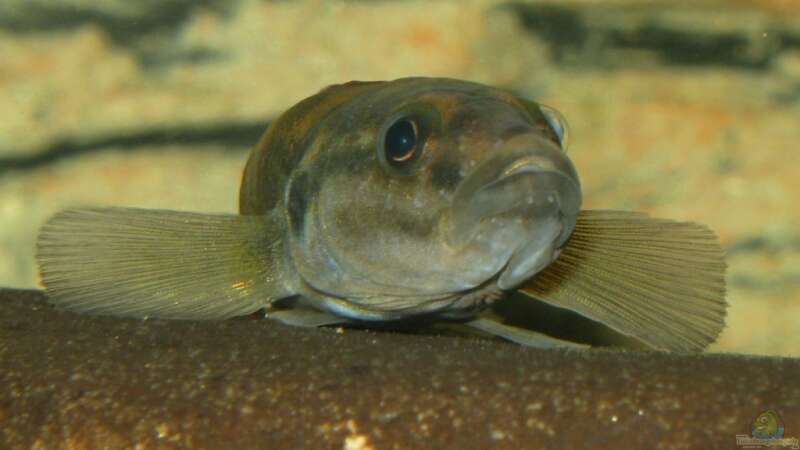 Einrichtungsbeispiele für die Haltung von Teleogramma brichardi (Quappenbuntbarsch) im Aquarium