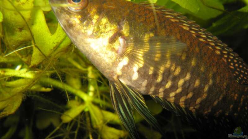 Ctenopoma fasciolatum im Aquarium halten (Einrichtungsbeispiele für Gebänderter Buschfisch)