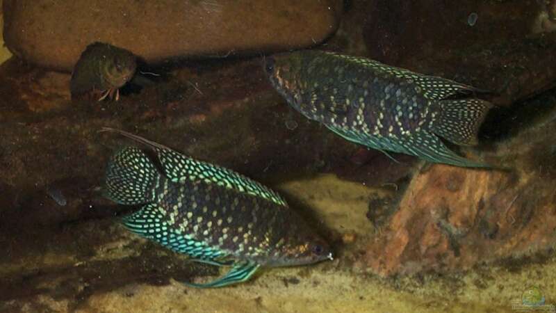 Ctenopoma fasciolatum im Aquarium halten (Einrichtungsbeispiele für Gebänderter Buschfisch)