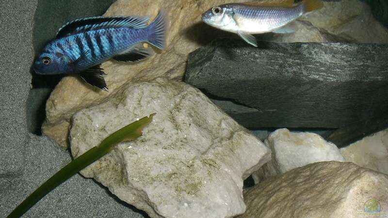 Besatz im Aquarium Becken 14812 von Ingo Pöck (11)