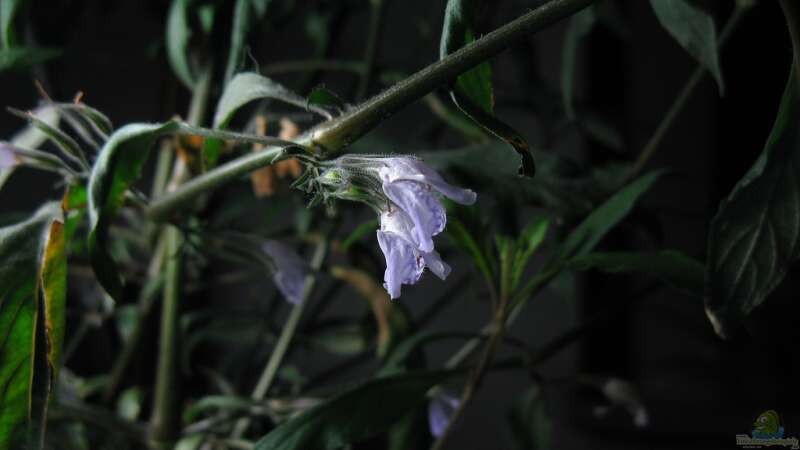 Blüte des Riesenwasserfreundes von Marlone (4)