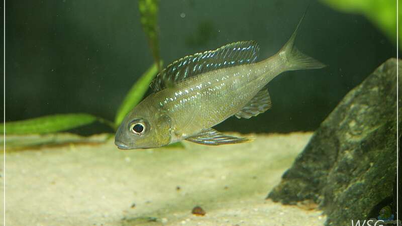 Beispiele für Aquarien mit Cyathopharynx-Arten