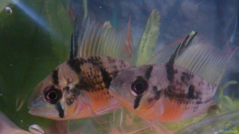 Bolivische Schmetterlingsbuntbarsch (Mikrogeophagus altispinosus) von z0oL (13)