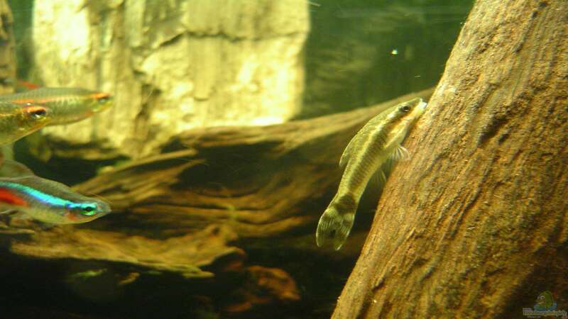 Aquarien mit Ohrgitter-Harnischwelsen (Otocinclus)