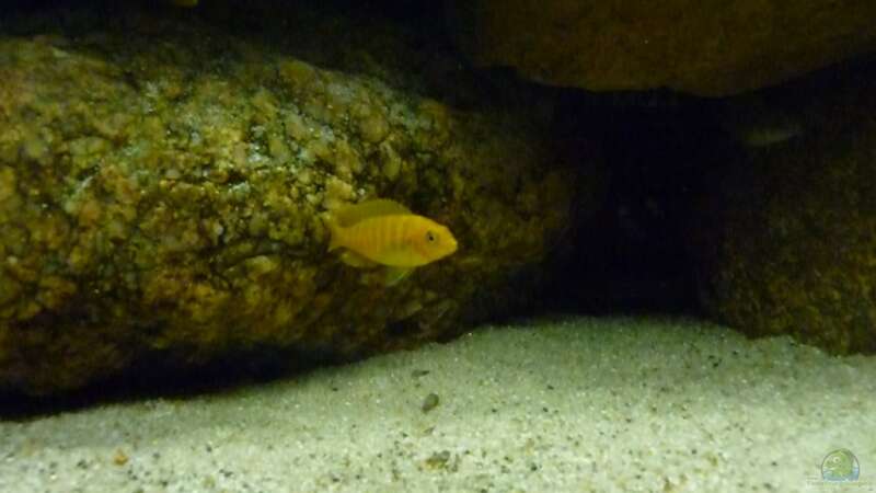 Besatz im Aquarium Becken 15282 von Yellow Man (10)