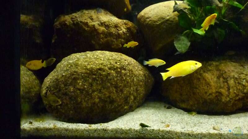 Besatz im Aquarium Becken 15282 von Yellow Man (11)