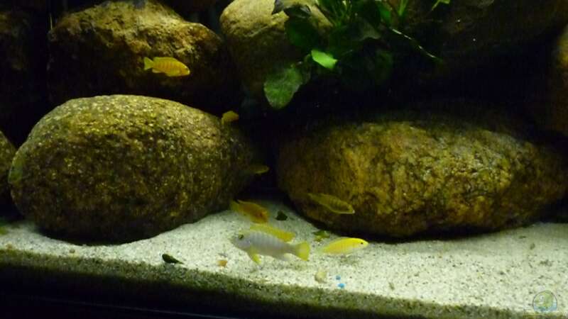 Besatz im Aquarium Becken 15282 von Yellow Man (14)